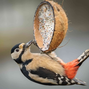 Redwell   27 1 2017   D3s (304 Of 369).jpg